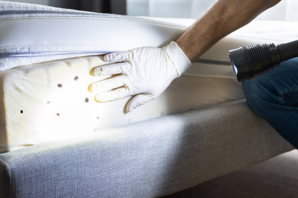 Best Best Pest Control Companies  in Hallettsville, TX