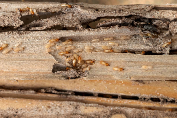 Reliable Hallettsville, TX Pest Control Solutions