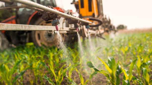 Best Local Pest Control Services  in Hallettsville, TX